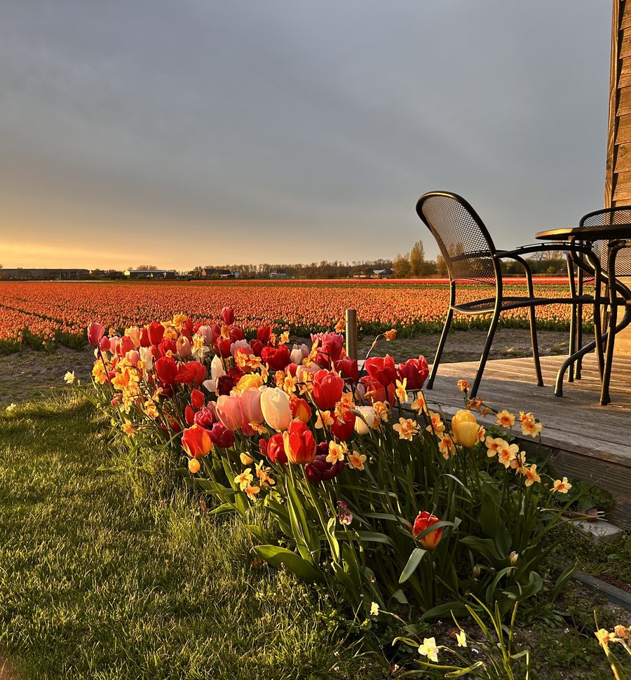 Paarse tulpen in avondlicht