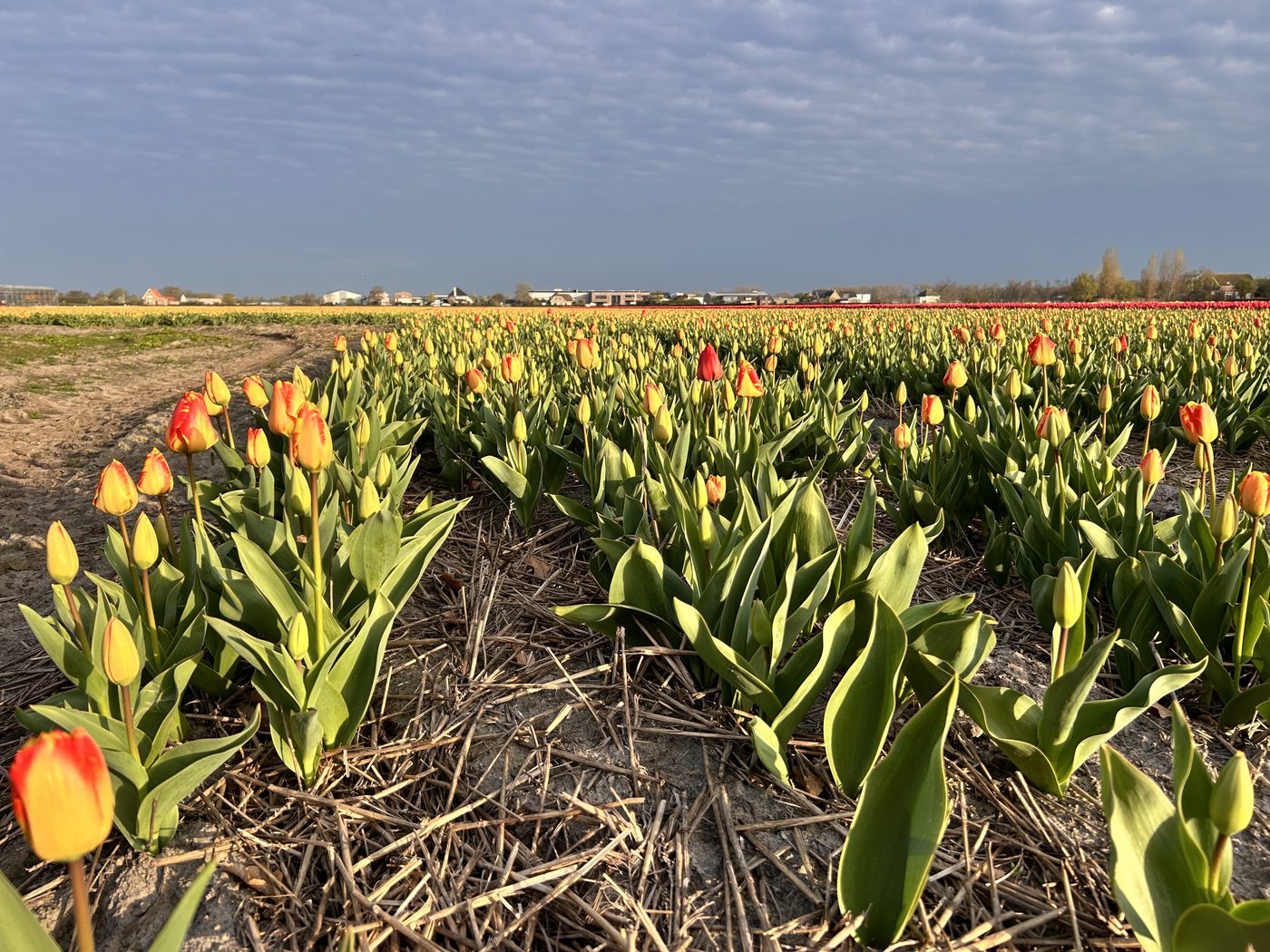 Blossombed met uitzicht over de bollenvelden