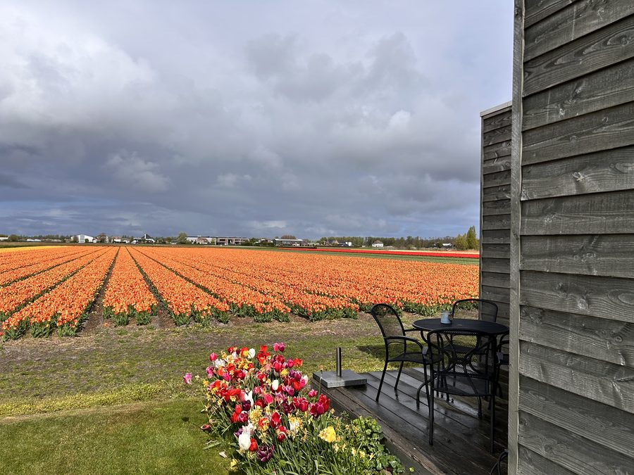 Privéterras met tulpen