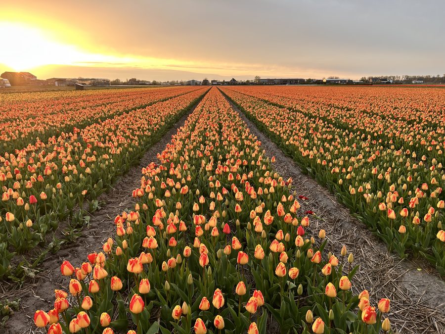 Bollenveld bij zonsondergang