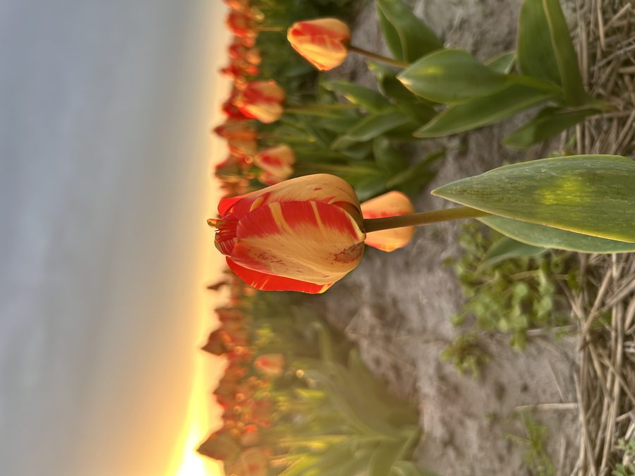 Tulp close-up
